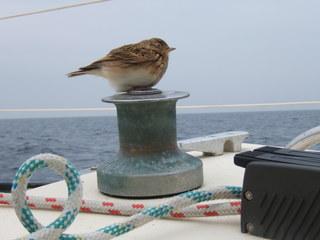 Le piaf naufrage jpg